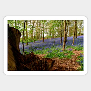 Bluebell Woods Greys Court Oxfordshire UK Sticker